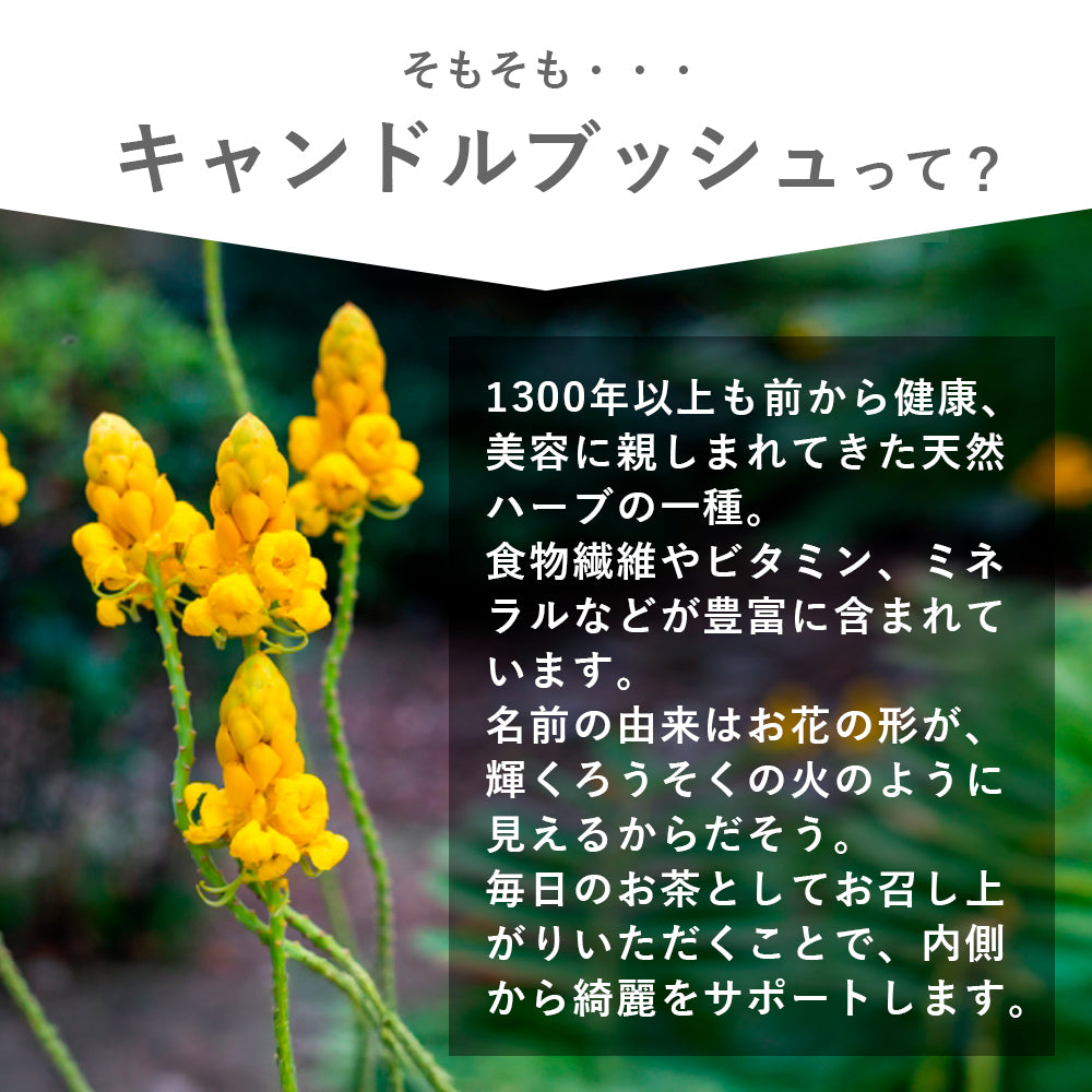キャンドルブッシュミックスティー 1箱or2箱セット